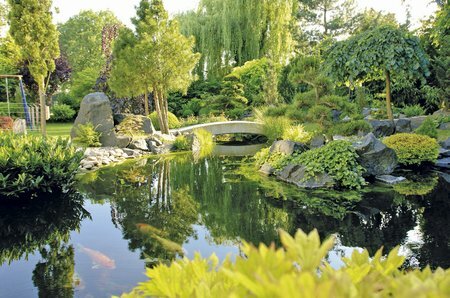 Frühlingserwachen im Gartenteich